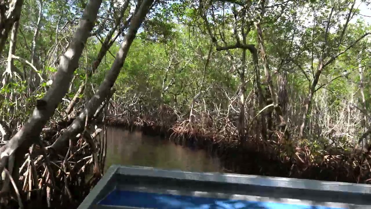 Everglades City Airboat Tours 2