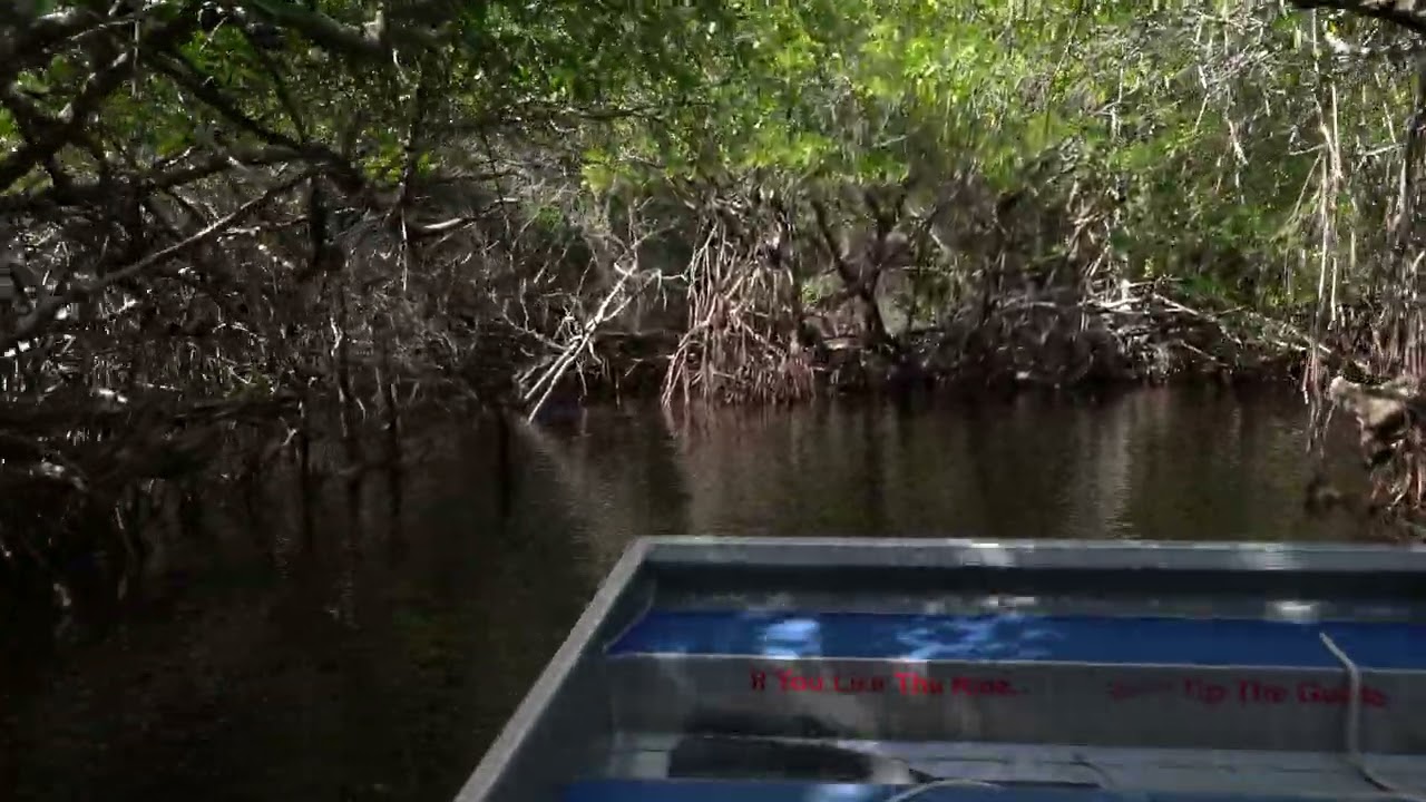 Everglades City Airboat Tours 1