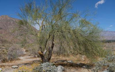 Anza-Borrego Desert State Park & Julian Town, Borrego Springs, California, USA