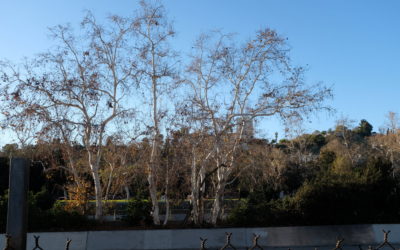 Historic Highland Park Neighborhood Trees, Los Angeles, California, USA