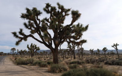 Joshua Tree National Park, California, USA