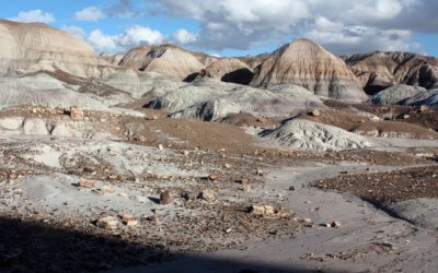 Petrified Forest from Nevada, Arizona, and Utah Trip