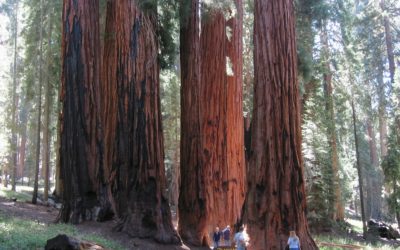 Sequoia and Kings Canyon National Park, California, USA