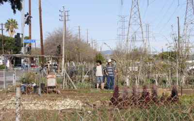 Farming On The Land Under Power Lines, Arleta, California, USA