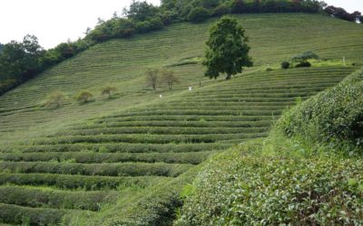 Boseong Daehan Dawon Green Tea Farm and Yulpo Beach, South Korea