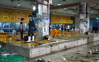 Mokpo Live Fish Market in Mokpo, South Korea