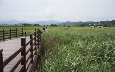 Suncheon Bay National Garden and Nature Reserve (Wetland), South Korea