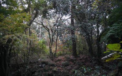 Jeju-do Hwansang Gotjawal Forest, South Korea
