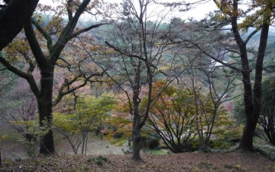 Jeju-do Halla Arboretum, South Korea
