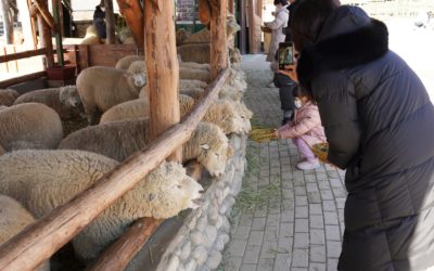 Daegwallyeong Sheep Farm, Pyeongchang, South Korea
