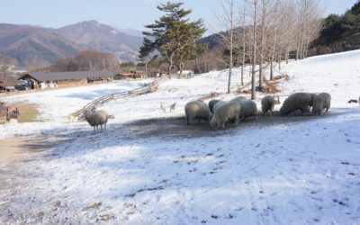 Chuncheon Haepichowon Farm, South Korea
