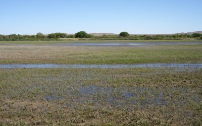 Bosque Del Apache National Wildlife Refuge, San Antonio, New Mexico, USA