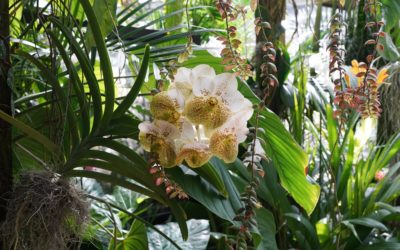 Marie Selby Botanical Gardens, Sarasota, Florida, USA