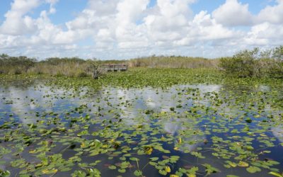 Everglades National Park, Homestead, Florida, USA