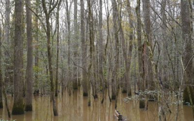 Congaree National Park, Hopkins, South Carolina, USA