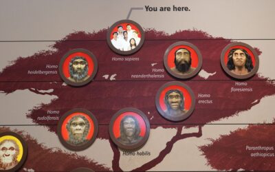 National Museum of Natural History – Human Origins, Washington DC, USA