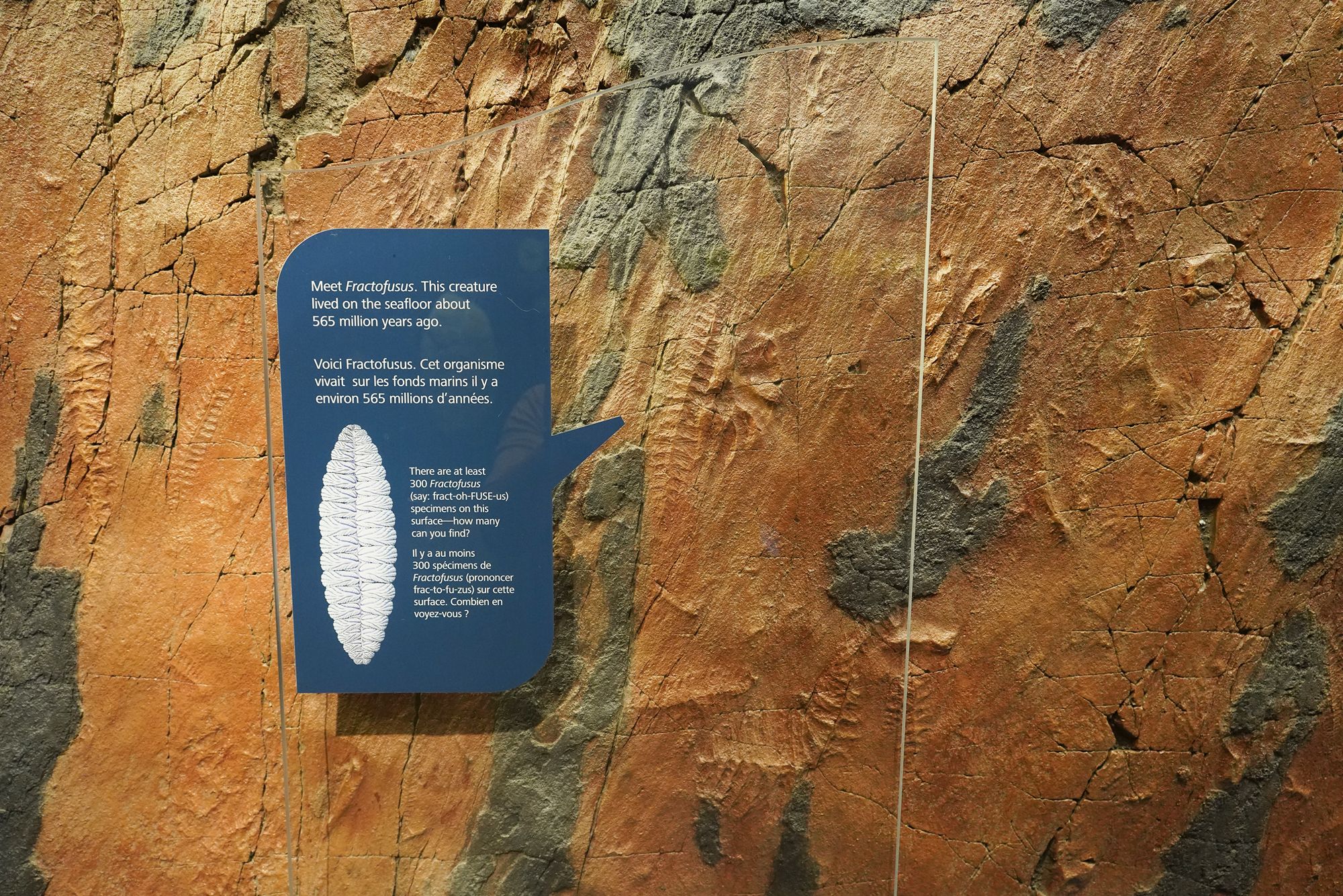 Royal Ontario Museum – Evolution of Life on Earth, Toronto, Ontario, Canada