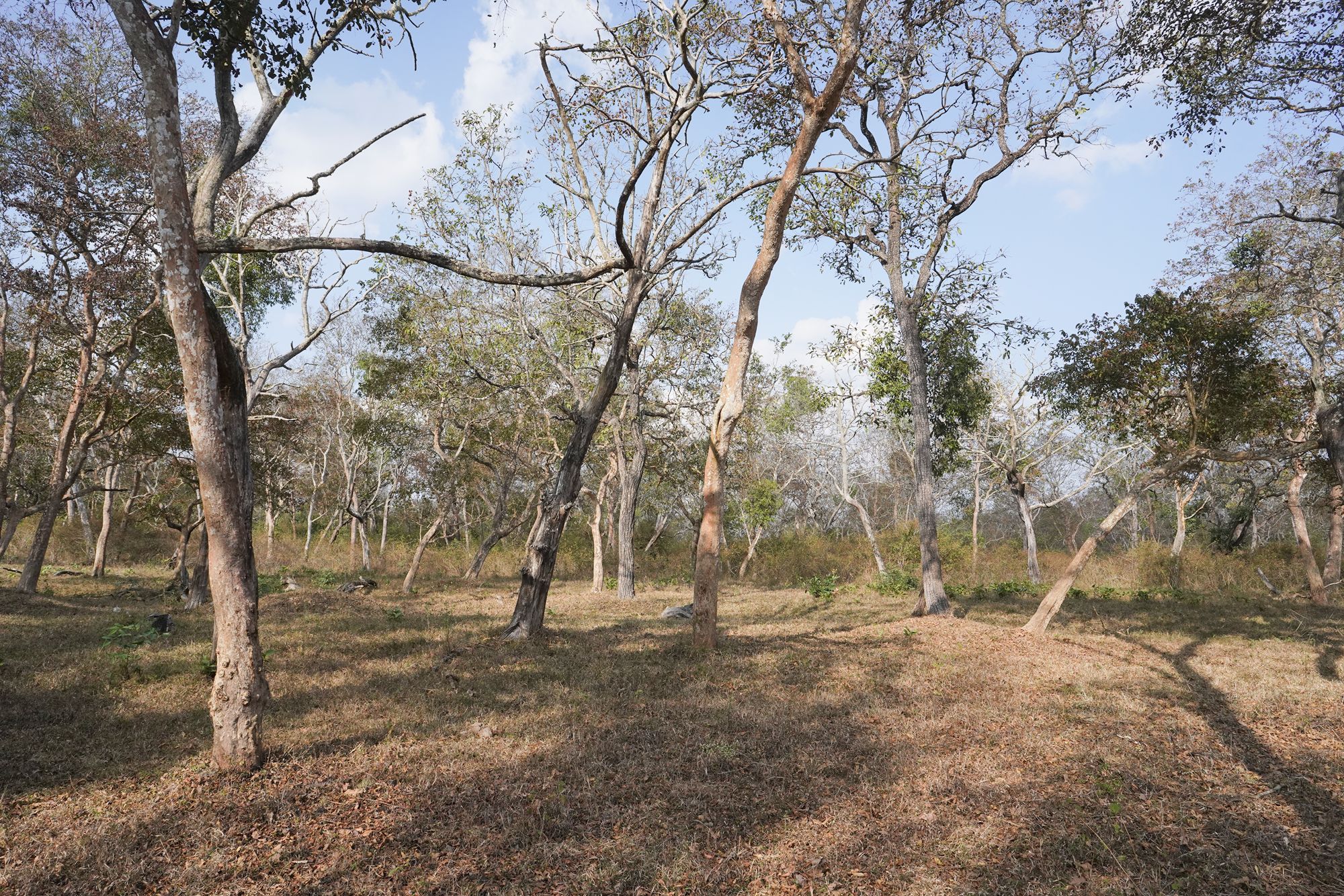 Coonoor, Muduralai NP (120) Coonoor, Muduralai NP (120)