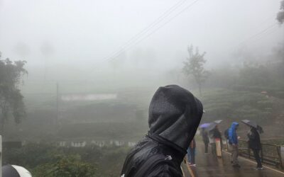 Coonoor Hill Tea Plantation, Ooty Botanical Garden, and Muduralai National Park, Tamil Nadu, India