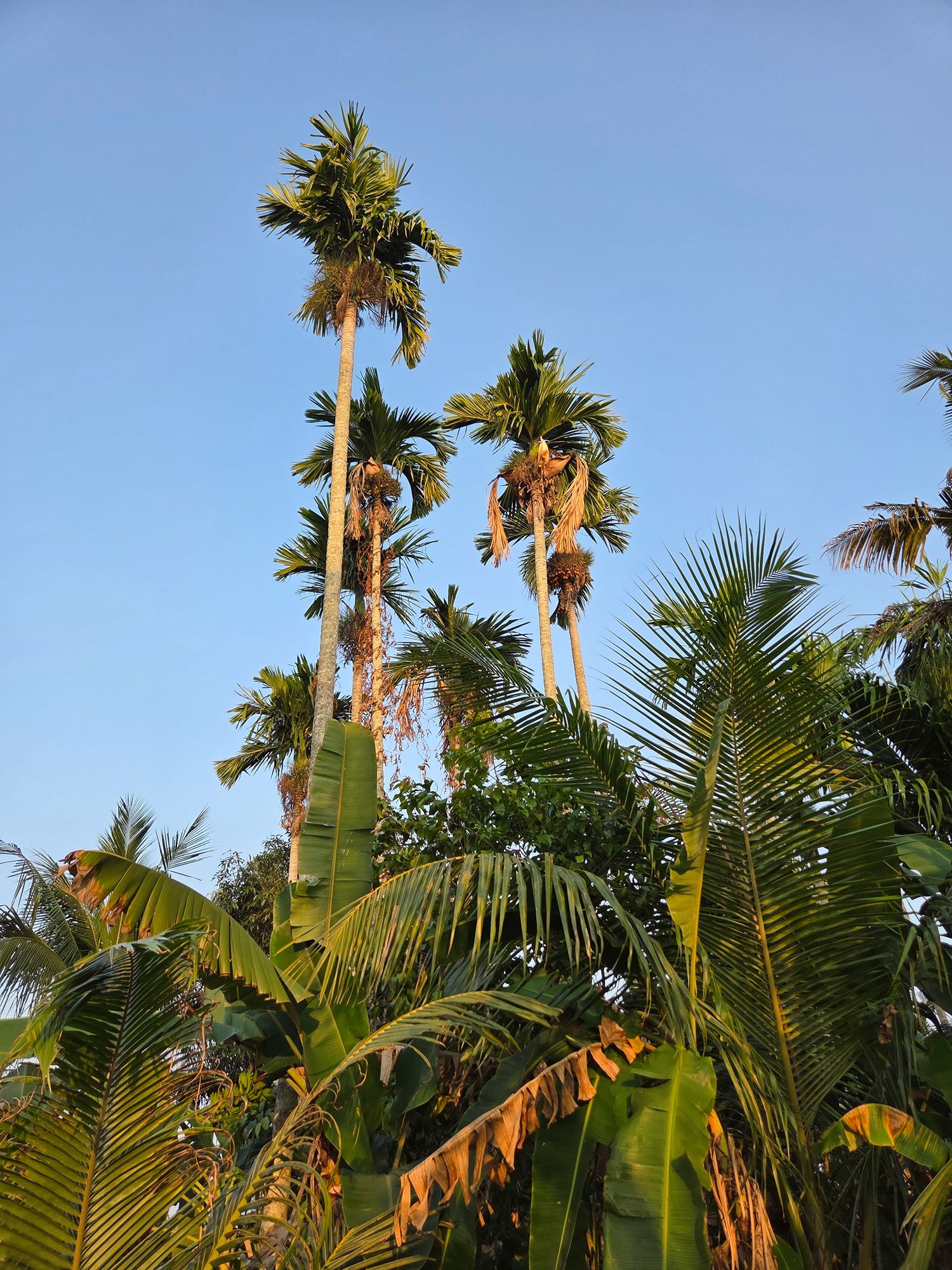 Kerala Backwaters (24) Kerala Backwaters (24)