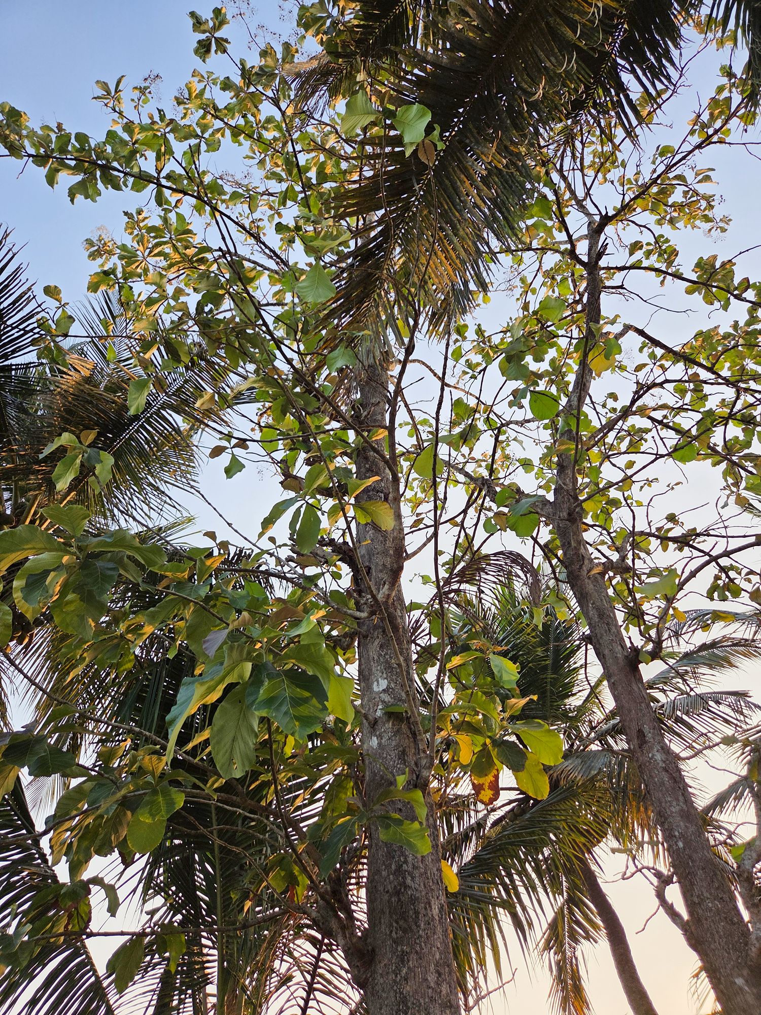 Kerala Backwaters (27) Kerala Backwaters (27)