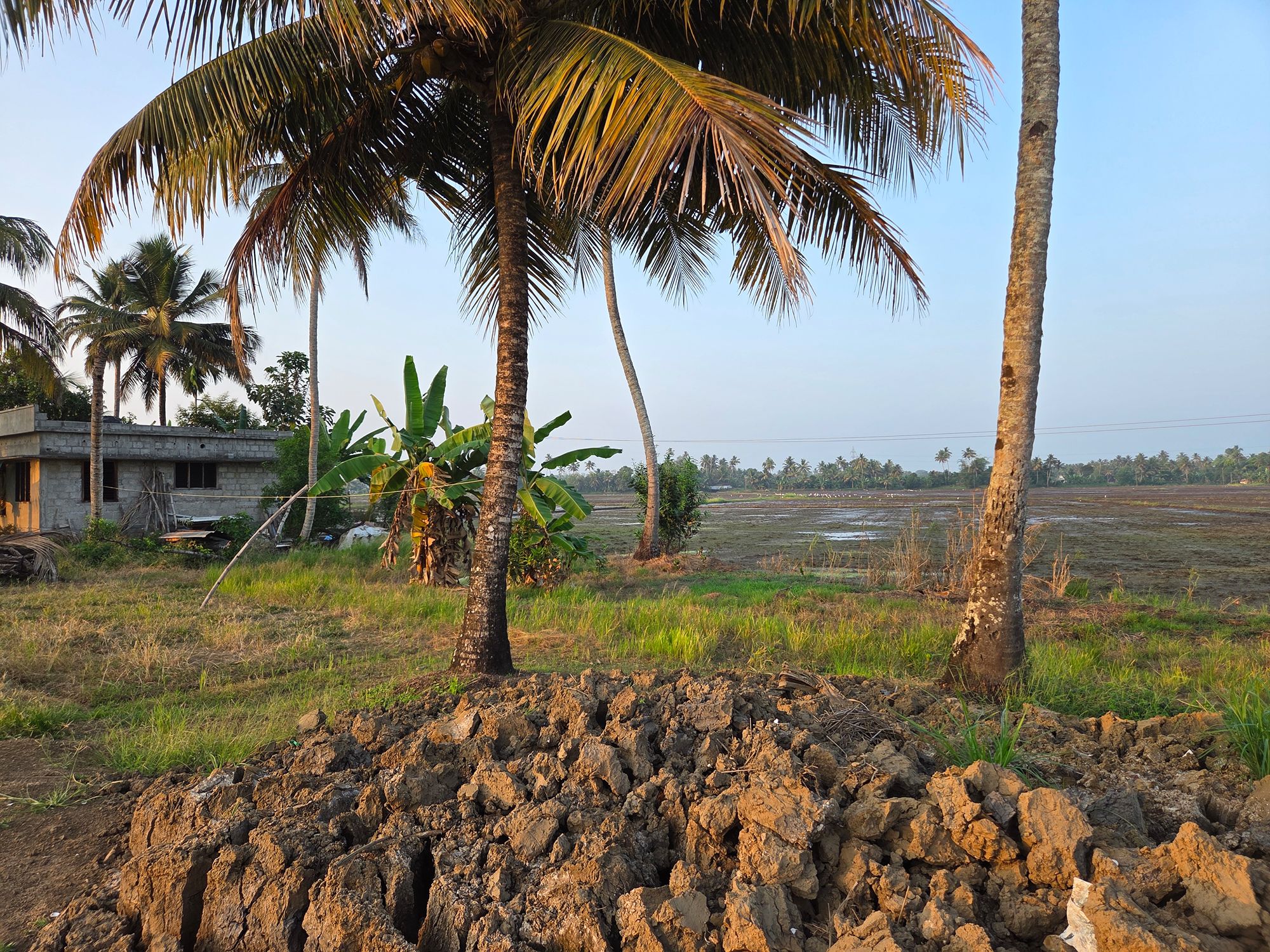 Kerala Backwaters (29) Kerala Backwaters (29)