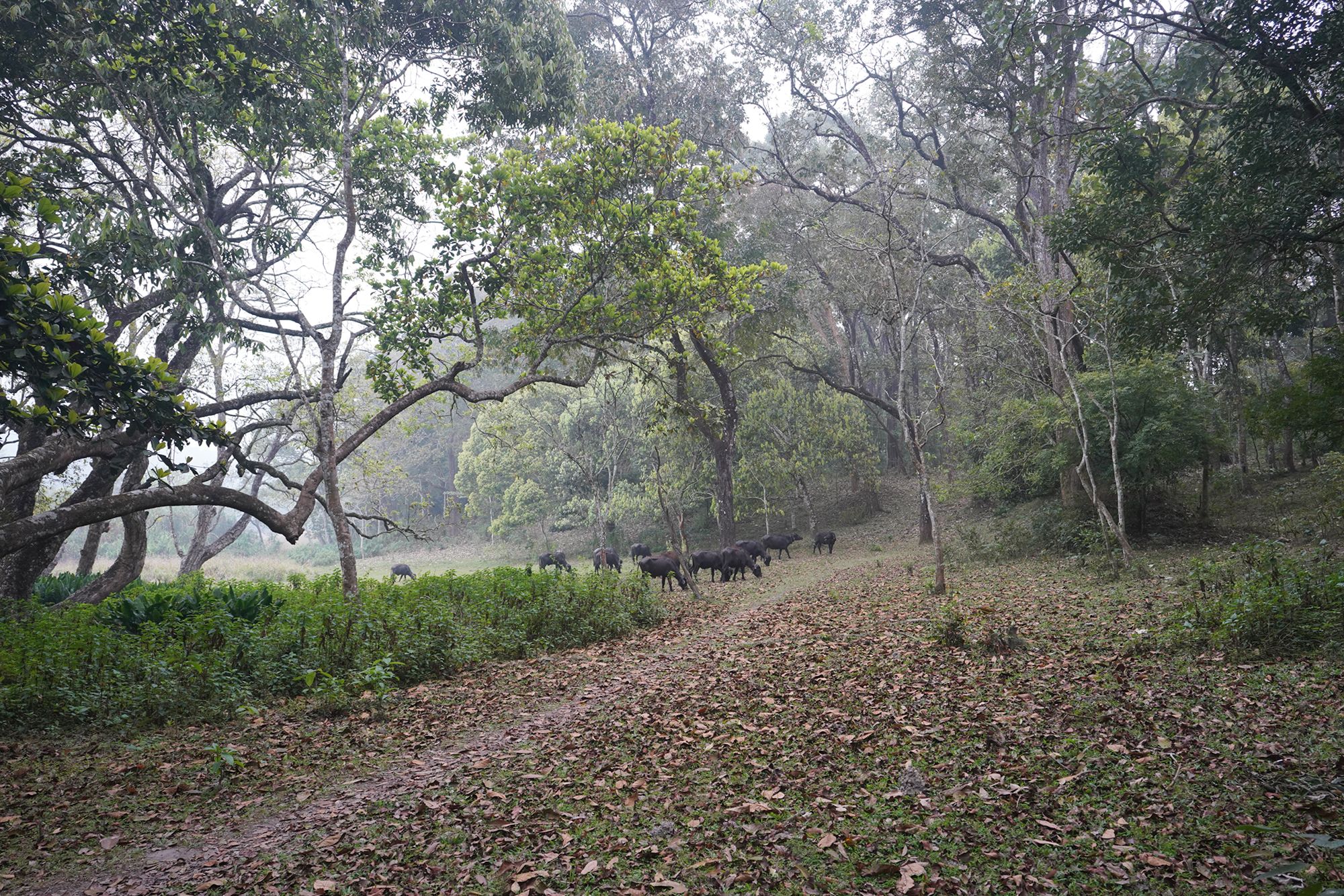 Periyar Natioal Park (25) Periyar Natioal Park (25)