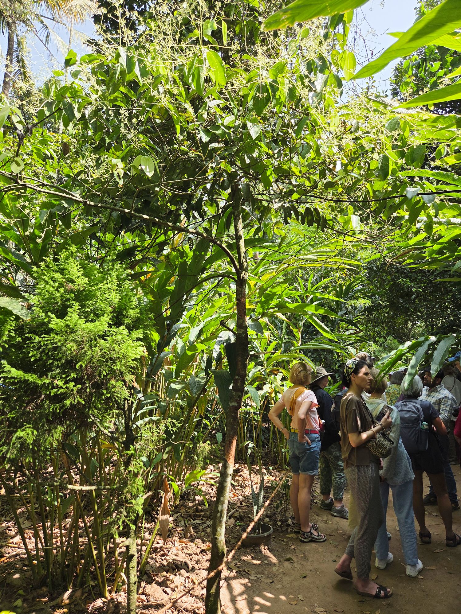 Periyar Spice Plantation and Martial Art Show (10)