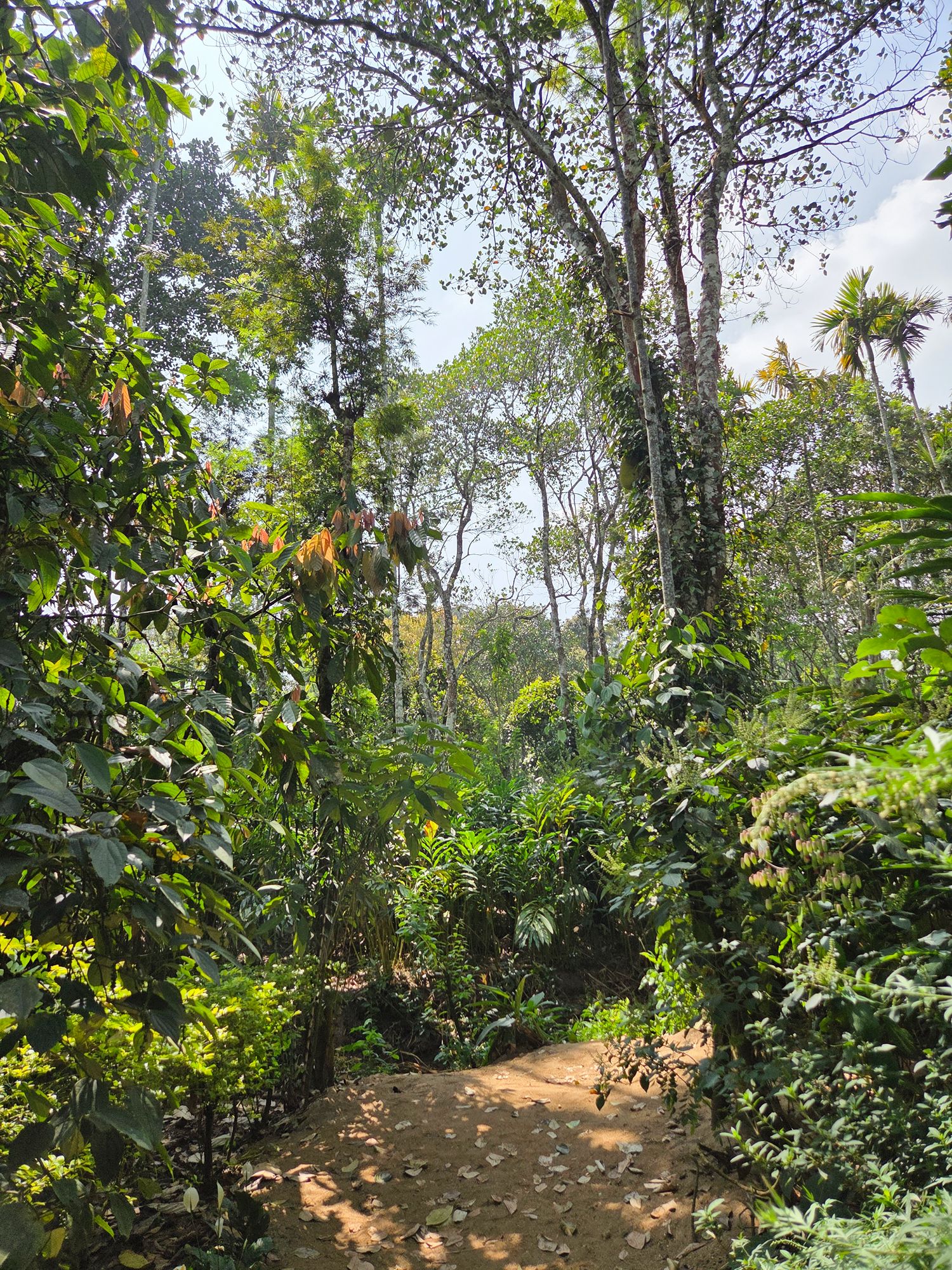 Periyar Spice Plantation and Martial Art Show (11)