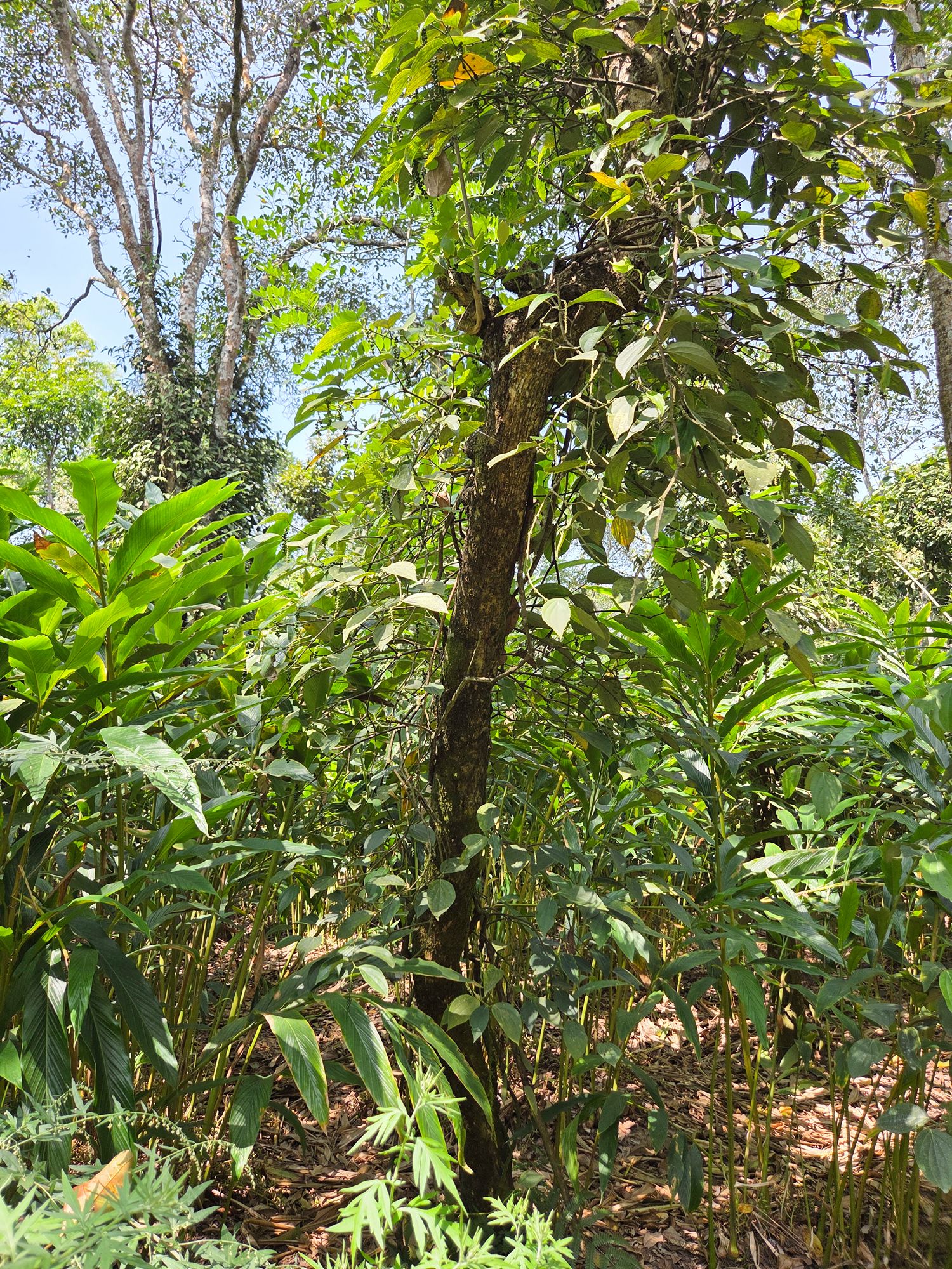 Periyar Spice Plantation and Martial Art Show (13)