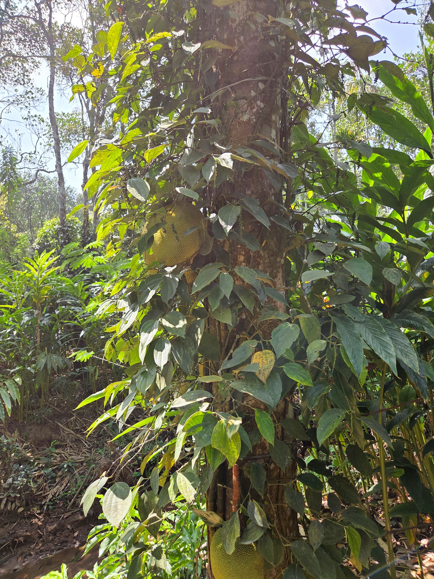 Periyar Spice Plantation and Martial Art Show (14)