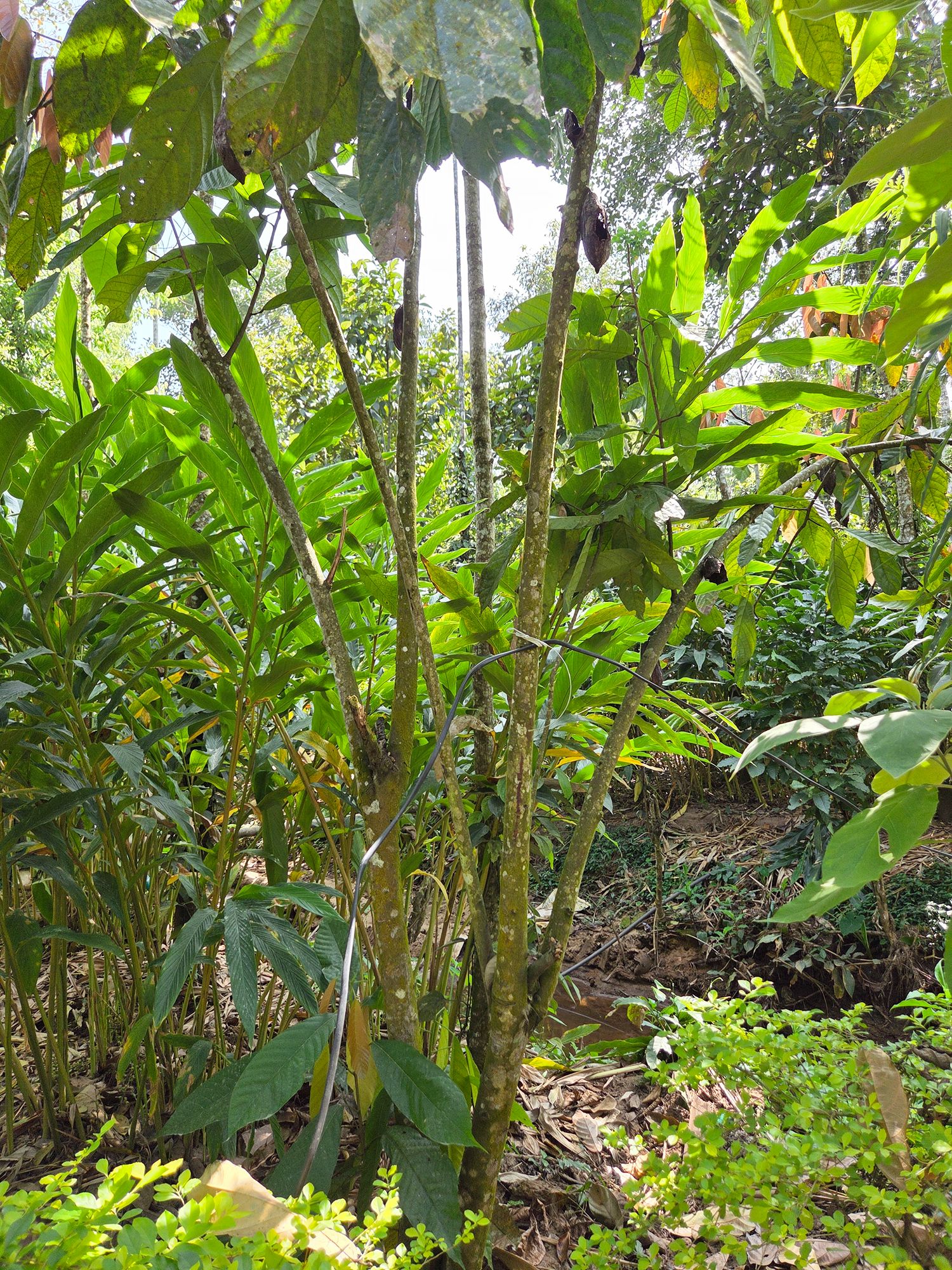Periyar Spice Plantation and Martial Art Show (15)