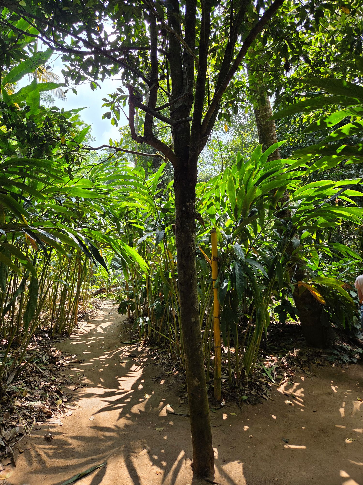 Periyar Spice Plantation and Martial Art Show (8)