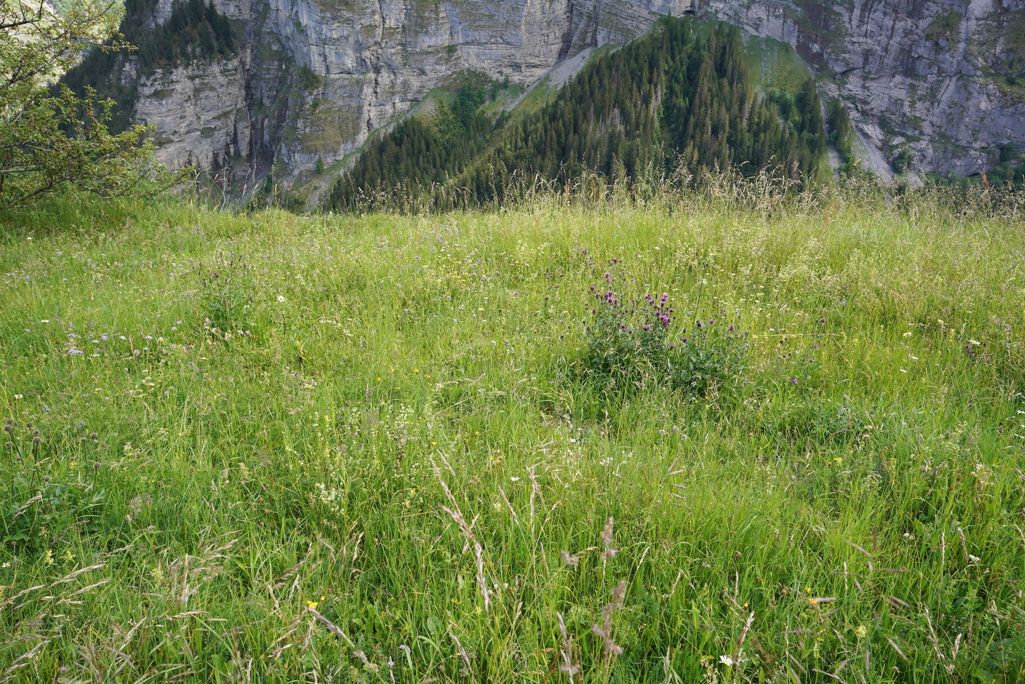 Gimmelwald (105) Gimmelwald (105)