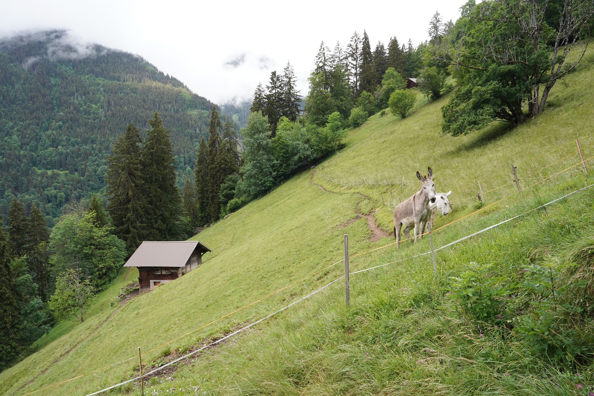 Hike Down to Lauterbrunnen (60) Hike Down to Lauterbrunnen (60)