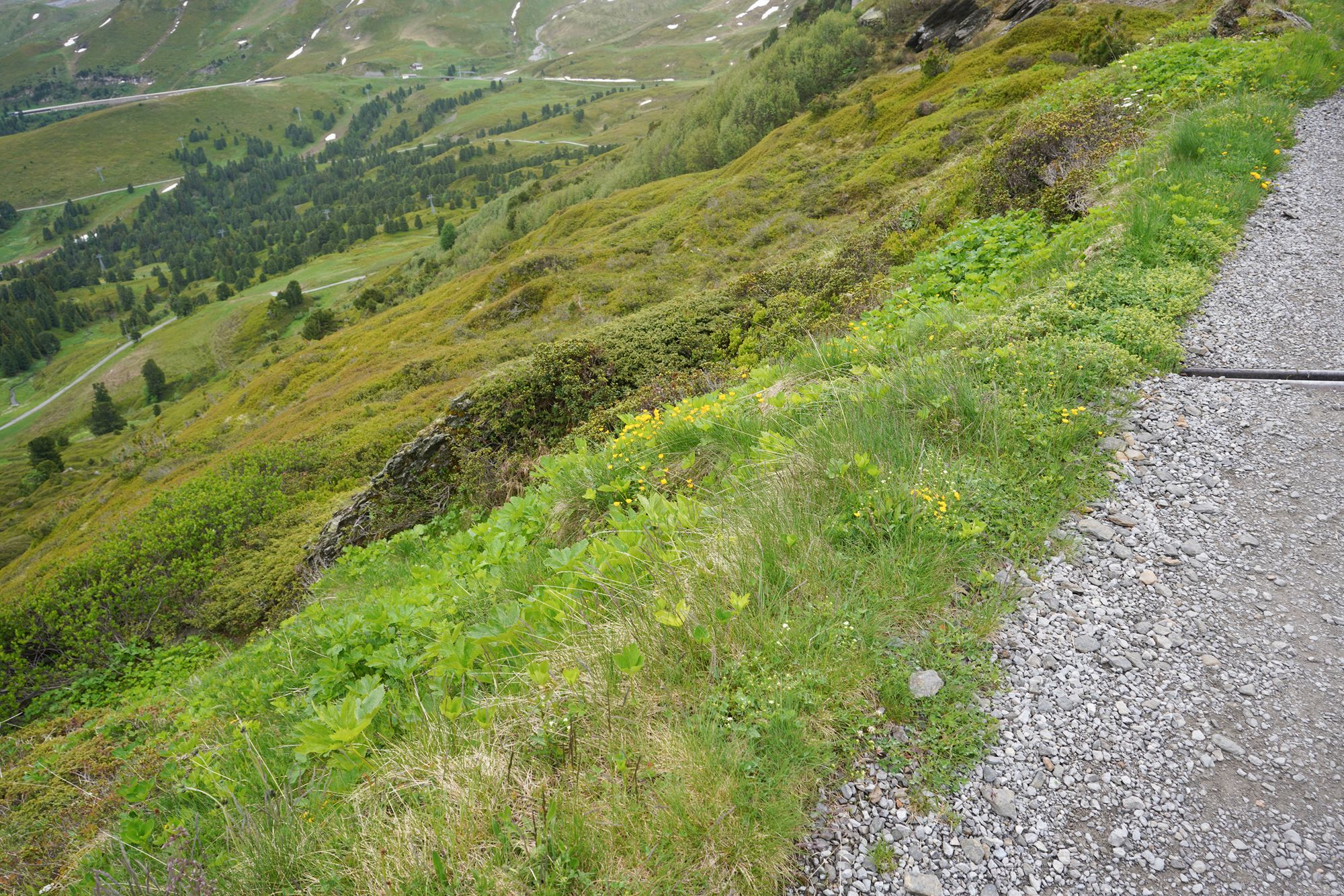 Hike Männlichen to Kleine Scheidegg (125) Hike Männlichen to Kleine Scheidegg (125)