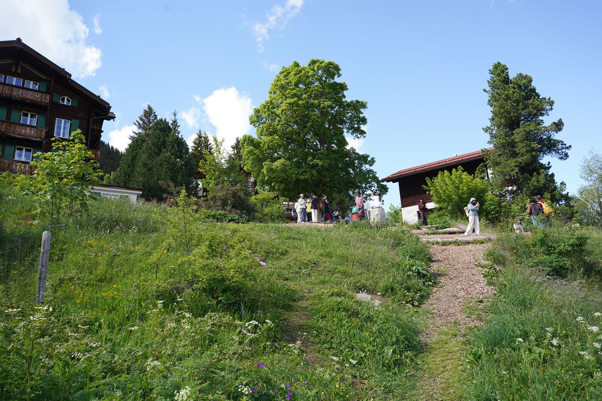 Murren (49) Murren (49)