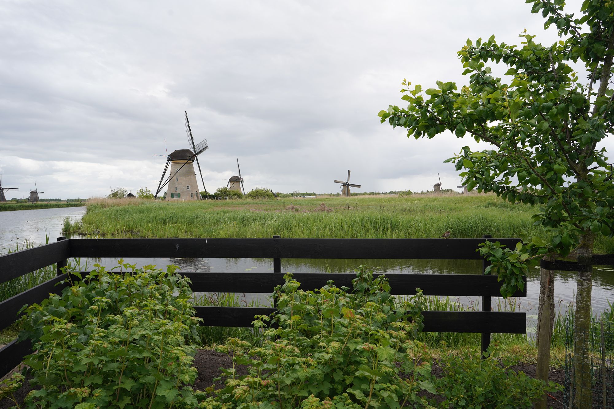 Netherland Werelderfgoed Kinderdijk (71) Netherland Werelderfgoed Kinderdijk (71)