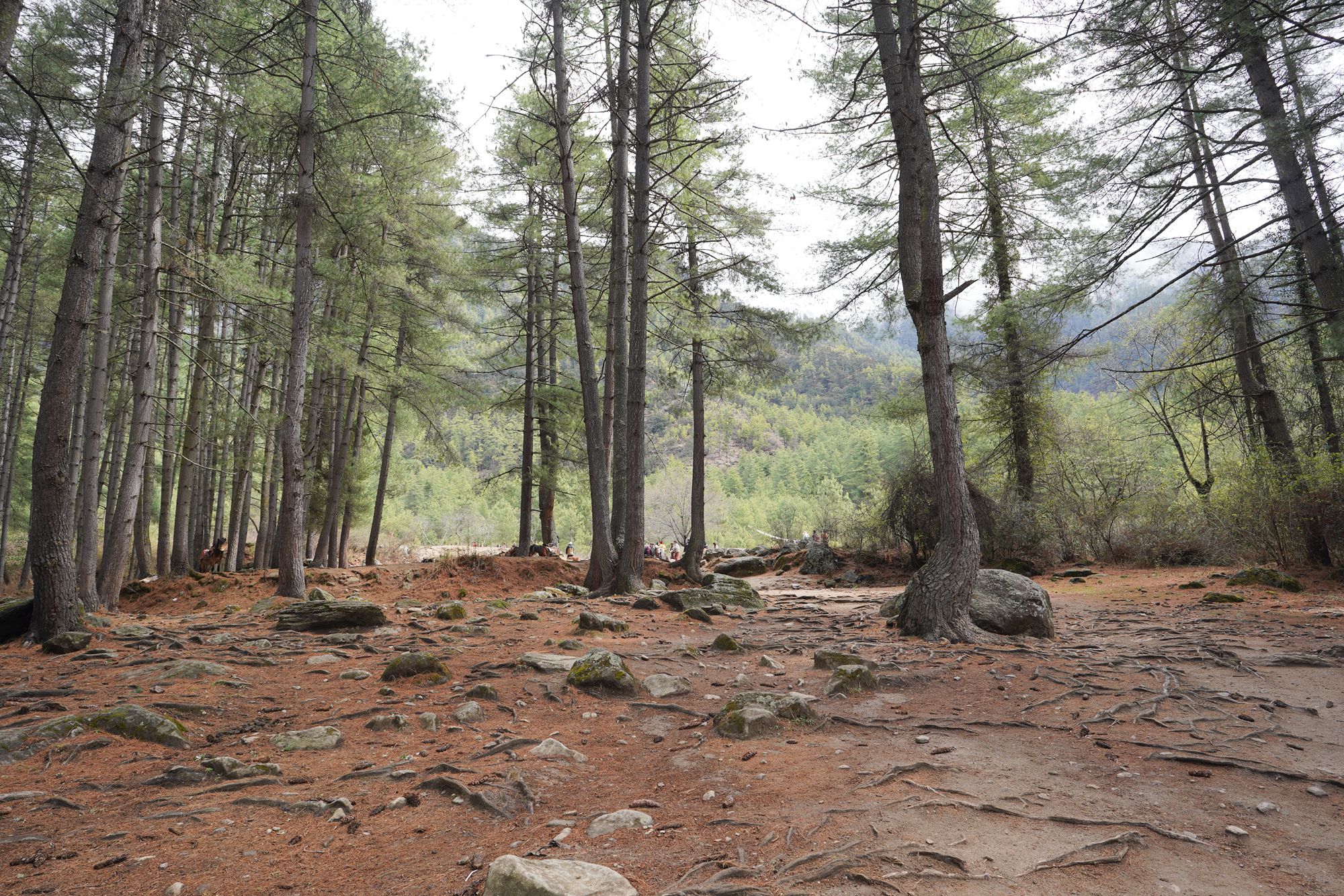 Paro City Walk (24)