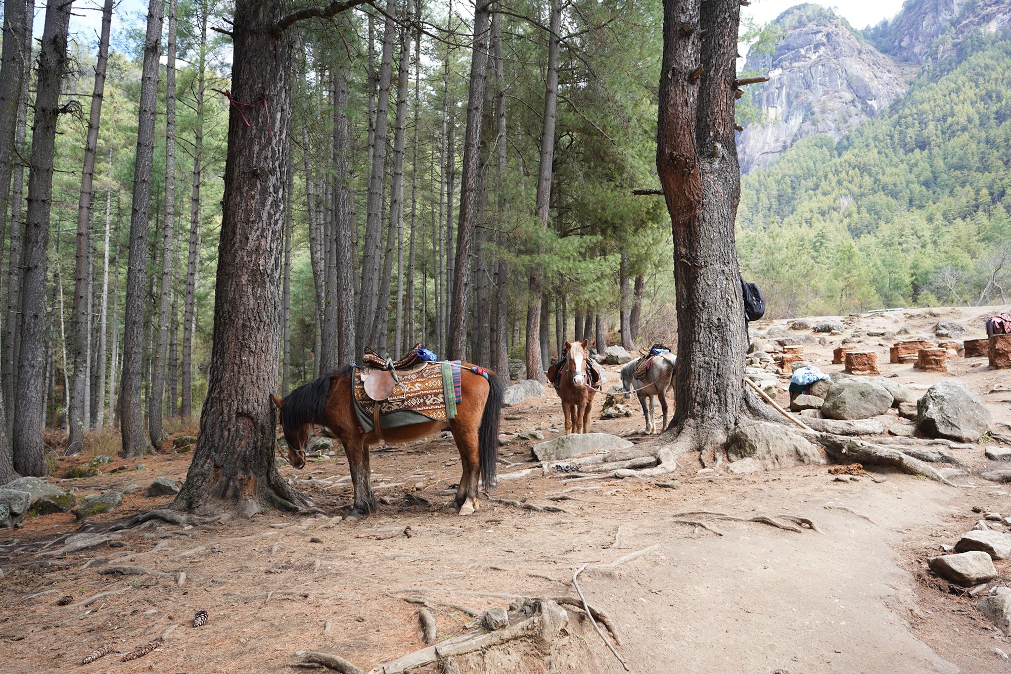 Paro City Walk (25)