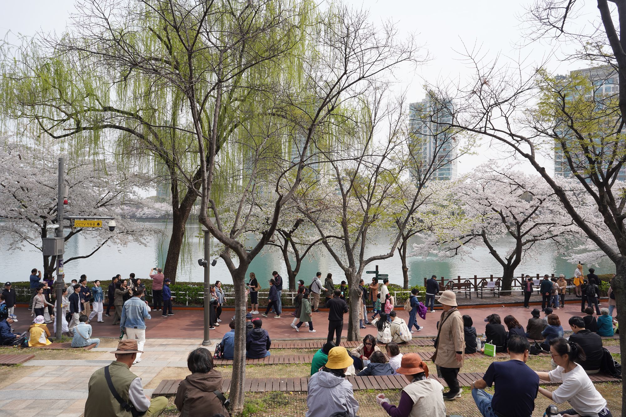 Seokchon Lake Cherry Blossom Festival and HongDae (1) Seokchon Lake Cherry Blossom Festival and HongDae (1)