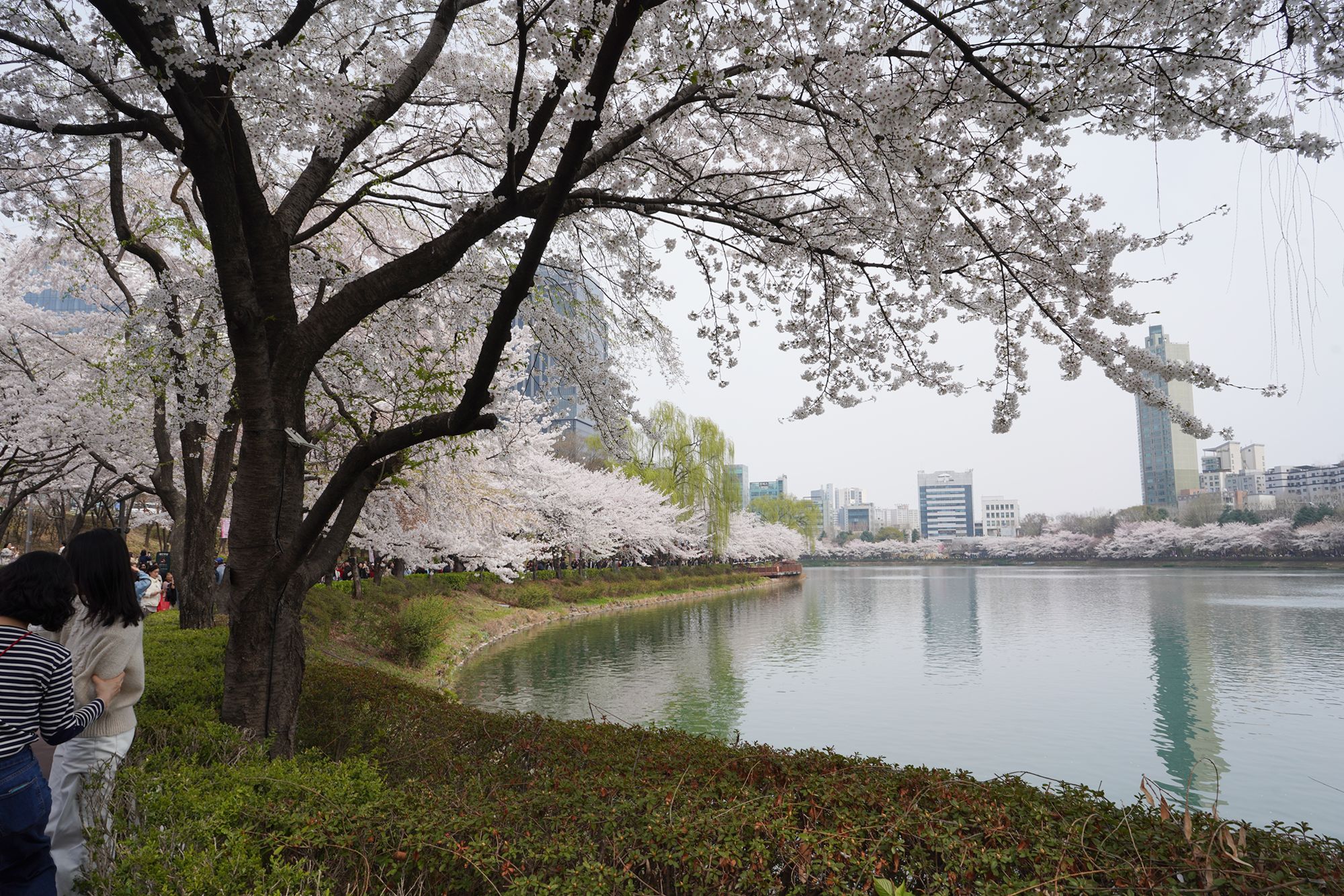 Seokchon Lake Cherry Blossom Festival and HongDae (10) Seokchon Lake Cherry Blossom Festival and HongDae (10)