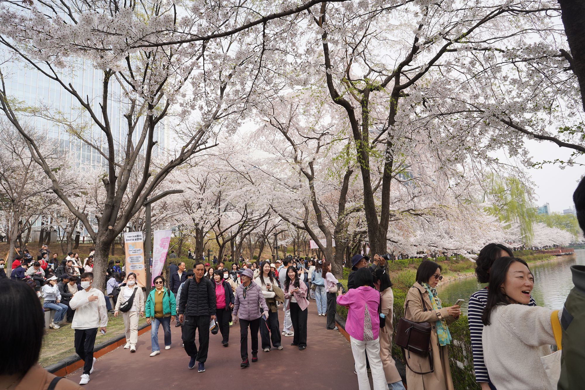 Seokchon Lake Cherry Blossom Festival and HongDae (13) Seokchon Lake Cherry Blossom Festival and HongDae (13)
