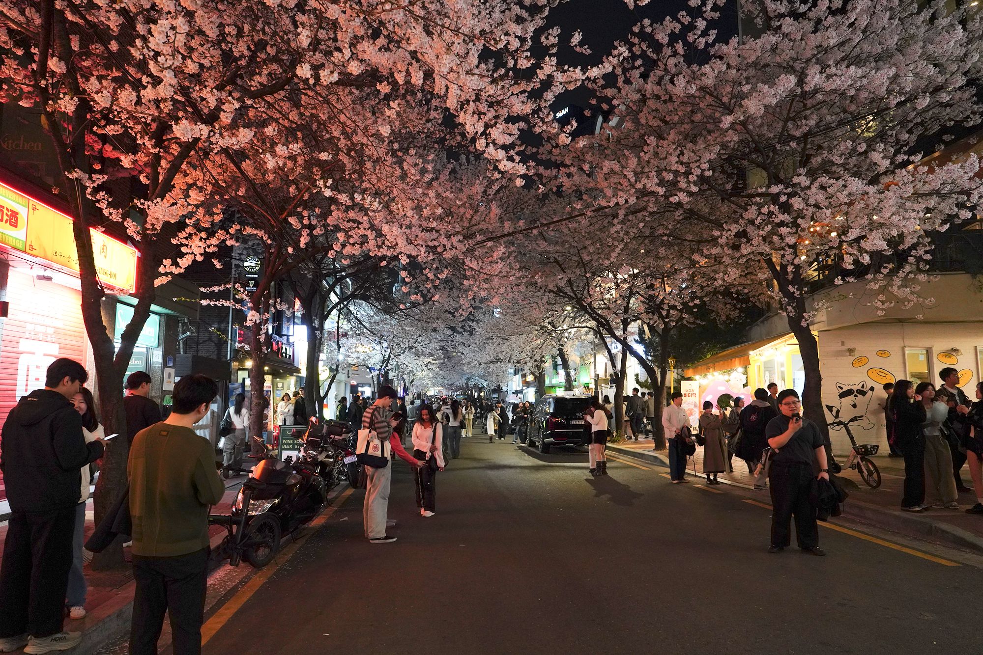 Seokchon Lake Cherry Blossom Festival and HongDae (141) Seokchon Lake Cherry Blossom Festival and HongDae (141)