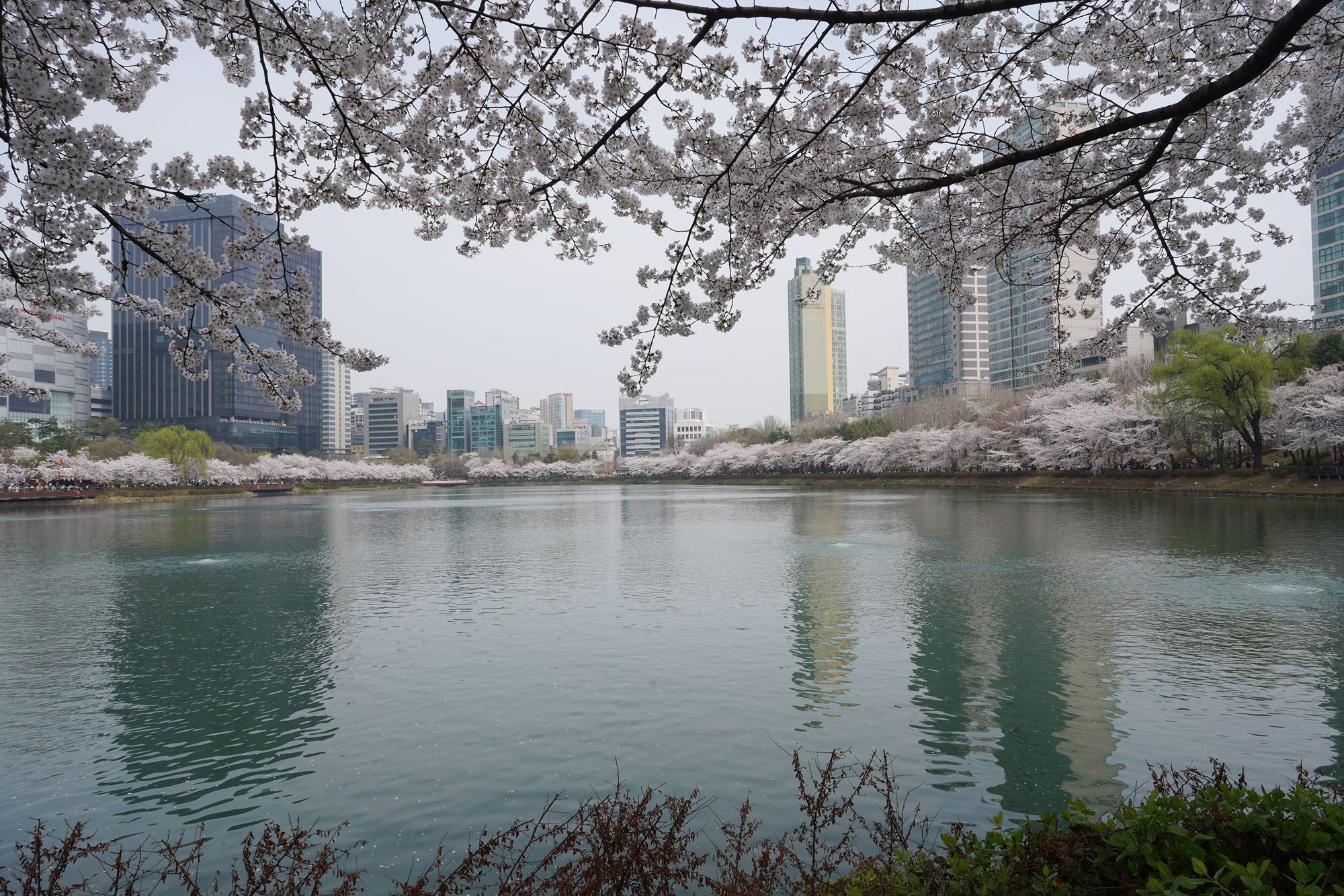 Seokchon Lake Cherry Blossom Festival and HongDae (18) Seokchon Lake Cherry Blossom Festival and HongDae (18)