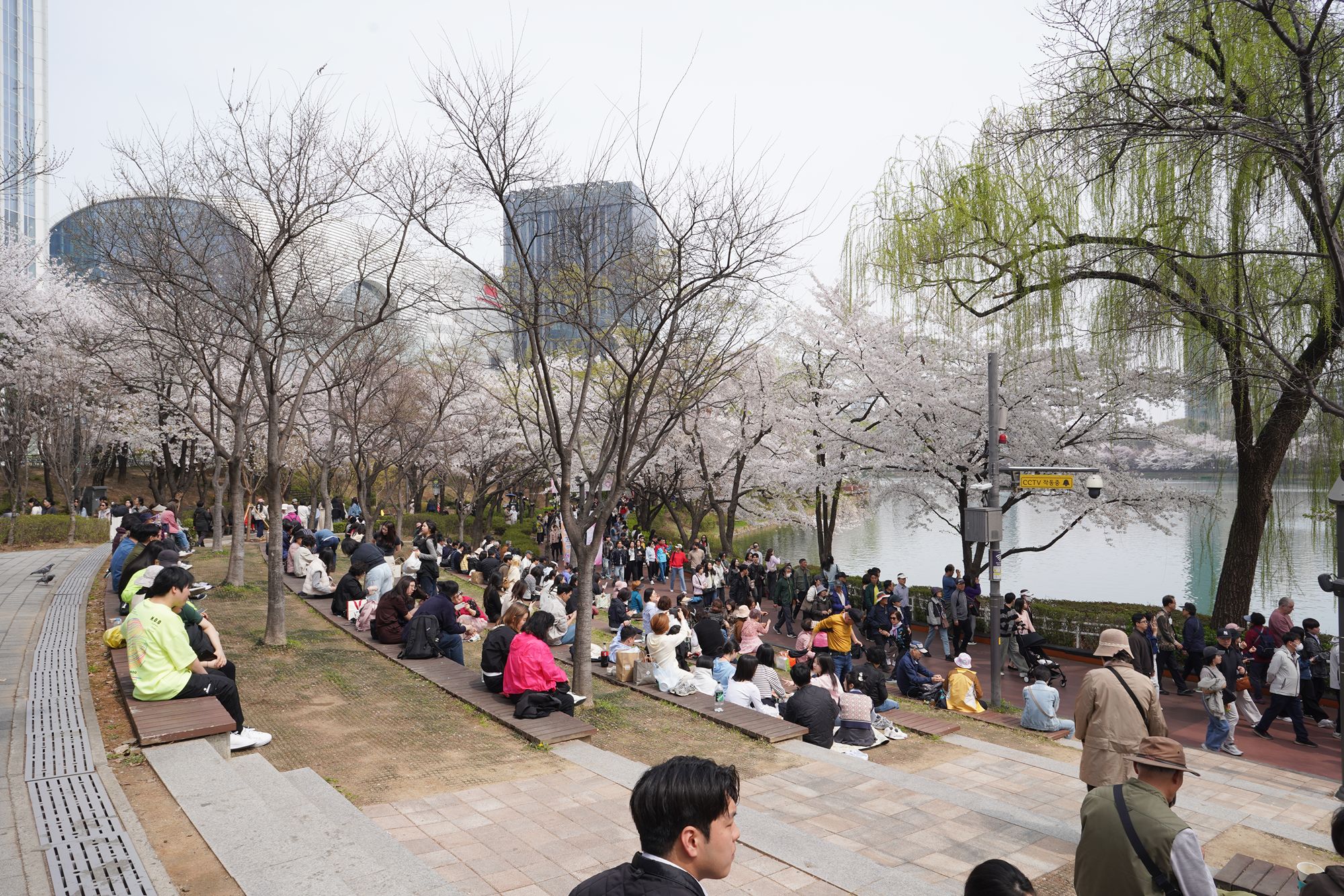 Seokchon Lake Cherry Blossom Festival and HongDae (2) Seokchon Lake Cherry Blossom Festival and HongDae (2)