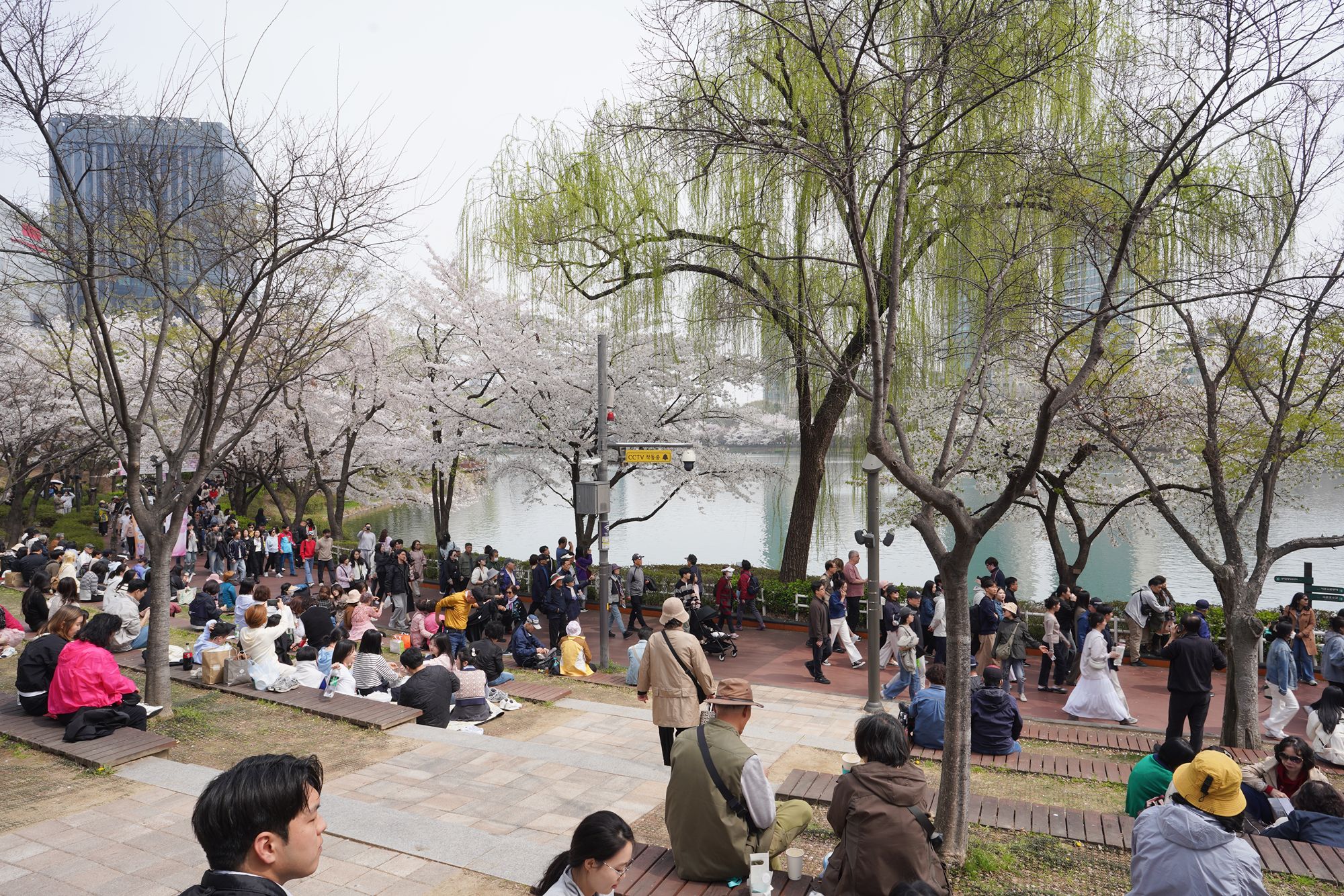 Seokchon Lake Cherry Blossom Festival and HongDae (3) Seokchon Lake Cherry Blossom Festival and HongDae (3)