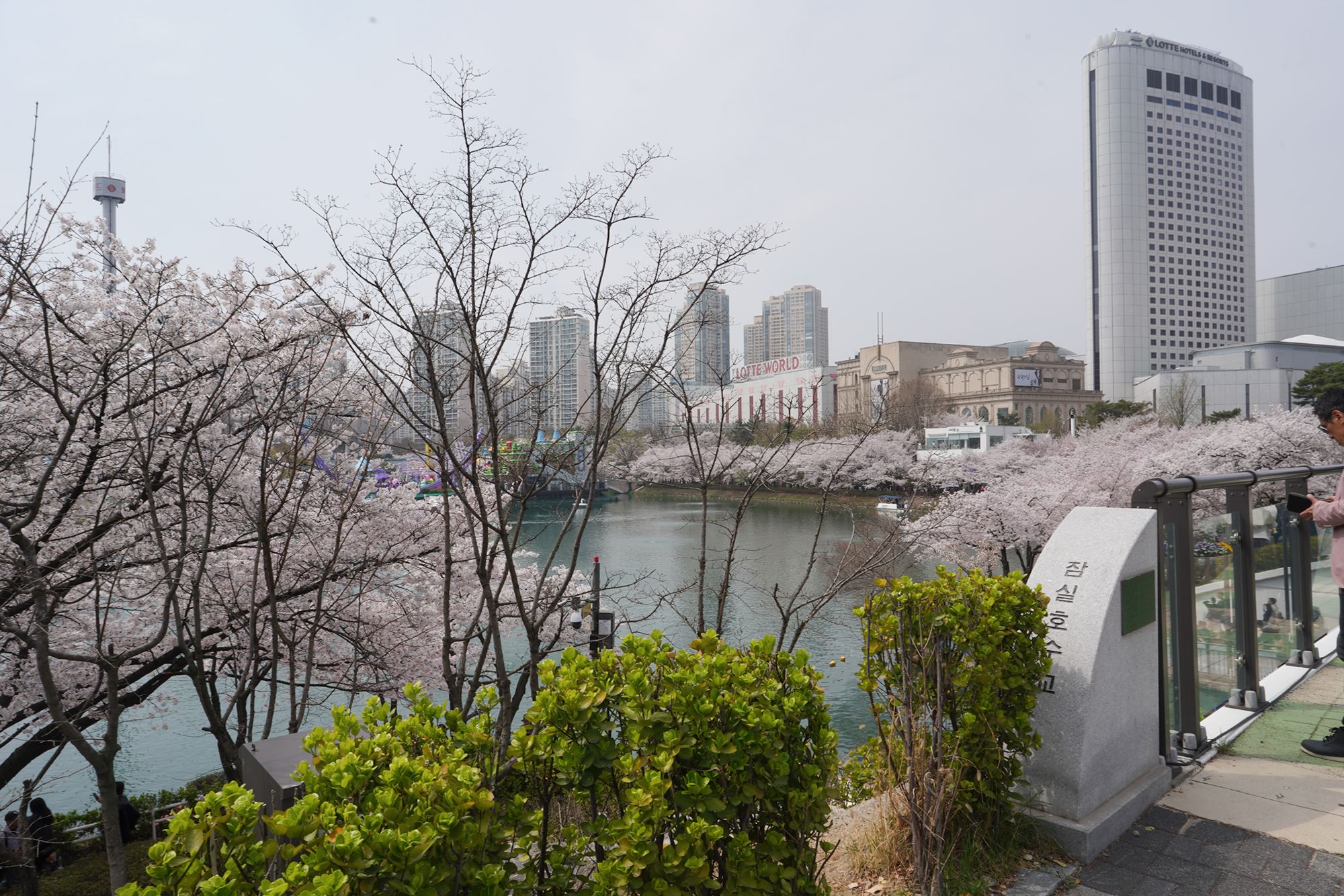 Seokchon Lake Cherry Blossom Festival and HongDae (38) Seokchon Lake Cherry Blossom Festival and HongDae (38)