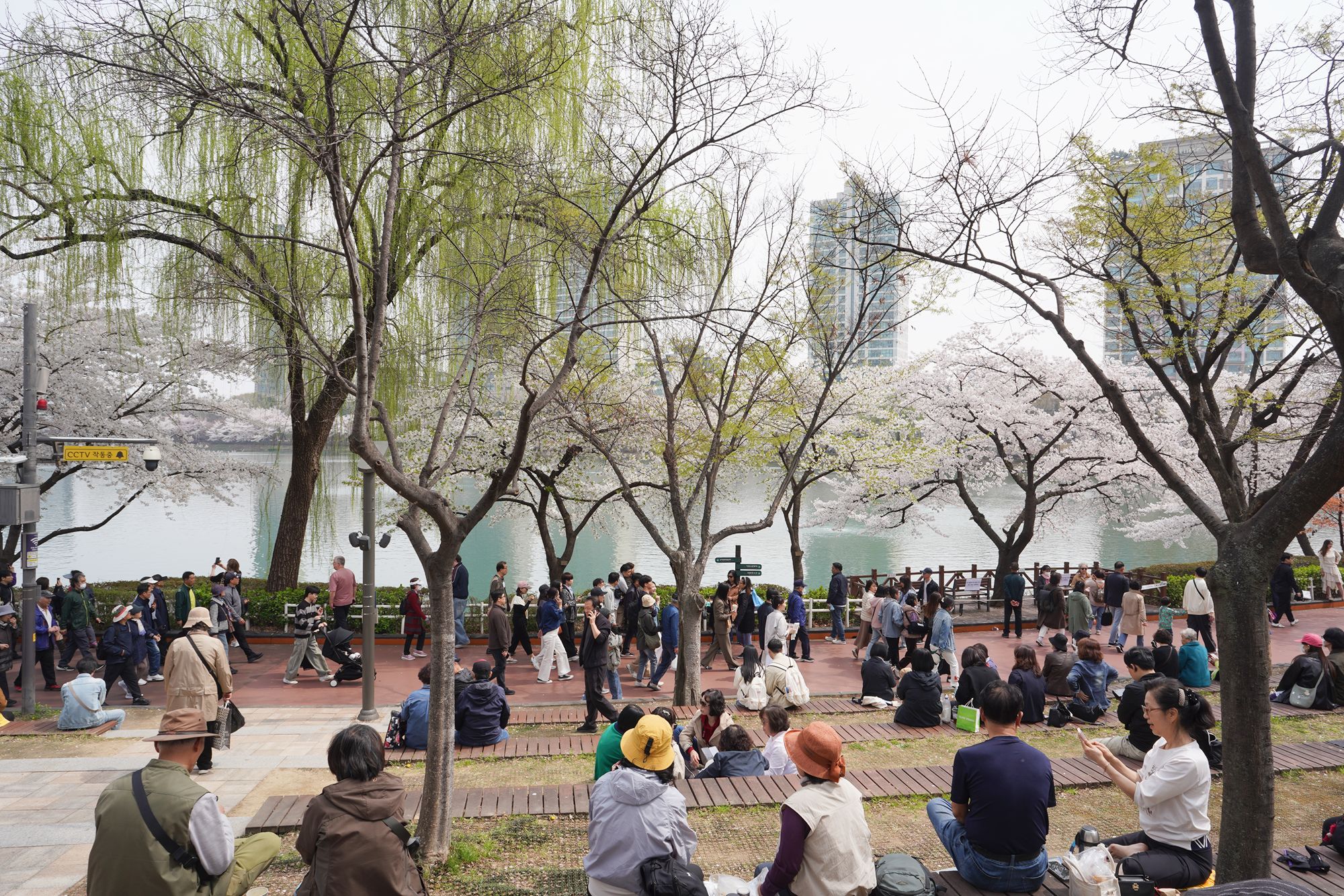 Seokchon Lake Cherry Blossom Festival and HongDae (4) Seokchon Lake Cherry Blossom Festival and HongDae (4)