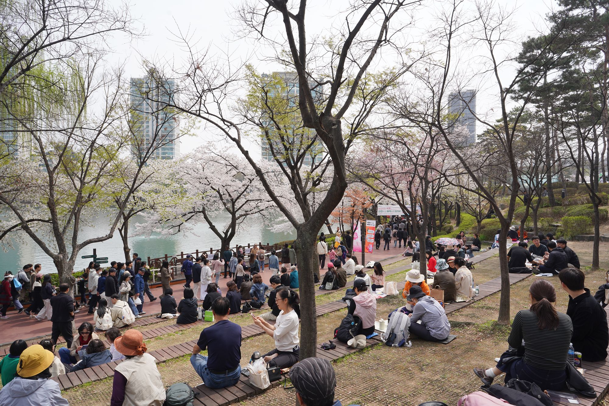Seokchon Lake Cherry Blossom Festival and HongDae (5) Seokchon Lake Cherry Blossom Festival and HongDae (5)